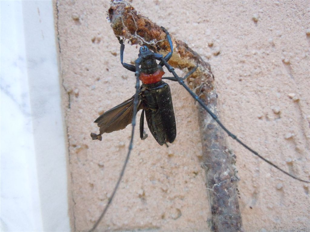 Cerambycidae, Aromia bungii, terza segnalazione in Italia?